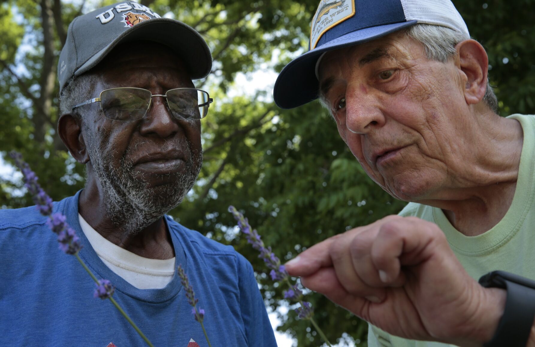 Scent of lavender harvest breathes life into College Hill